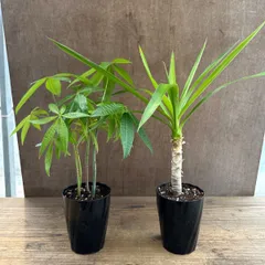 青年の木・パキラ 2種セット 小④ Yucca elephantipes・Pachira ユッカ ユッカ・エレファンティぺス 発財樹 モンキーツリー カイエンナッツ カイエンナット 観葉植物 観葉 植物 インテリア  おしゃれ かわいい プレゼント 贈り物