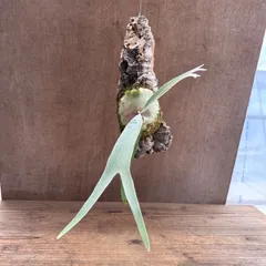コウモリラン ピューチャン コルク付け 現品 Platycerium pewchan ビカクシダ 麋角羊歯 プラティケリウム  ベイチー ウィリンキー 観葉植物 観葉 植物 珍奇植物 珍奇 珍しい ハンギング おすすめ インテリア プレゼント おしゃれ
