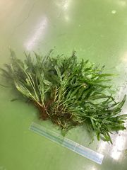ミクロソリウム トライデントミニ 流木活着済大株 - メルカリ