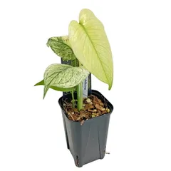 UJ モンステラ ホワイトモンスター 3号 天津蘭 アーバンジャングル Monstera deliciosa White Monster アロイド 観葉植物のサムネイル