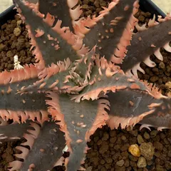 06 Aloe hyb アロエ ハイブリッド カキコ発根済み（多肉植物 観葉植物）のサムネイル