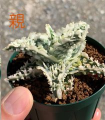ハオルチア 闇の森 葉挿し 発根発芽済み - メルカリ