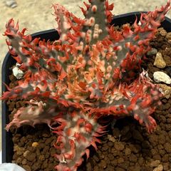 特上 アロエ ハイブリッド Aloe hybrid 子株 第四種 M−23 - メルカリ
