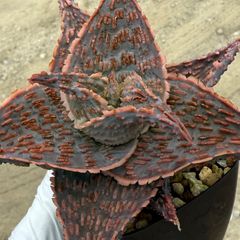 アロエ ハイブリッド“tiger claw Aloe hybrid 子株 第四種 - メルカリ