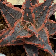 02 Aloe hyb アロエ ハイブリッド 実生未繁殖苗（多肉植物 観葉植物）のサムネイル