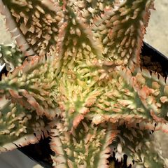 アロエ ハイブリッド Aloe hybrid 第四種 M−27 - メルカリ