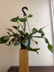 超特大！アグラオモルファ・コロナンス 7号吊り鉢（葉幅80cm） - メルカリ