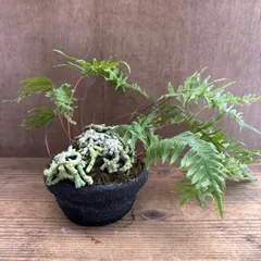 石化 タイワンアオネカズラ　ヘゴ　 Polypodium formosanum 現品 ウラボシ科 エゾデンダ属 台湾青根葛 台湾アオネカズラ 観葉植物 観葉 植物 珍奇植物 珍奇 珍しい レア 希少 シダ シダ植物 インテリア プレゼント グリーン おすすめ