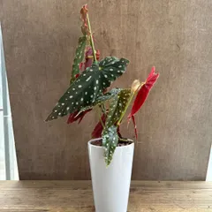 ベゴニア　マクラータ　白陶器鉢　現品　Begonia maculata シュウカイドウ科 ベゴニア属  観葉植物 観葉 植物  インテリア プレゼント かわいい おしゃれ グリーン ドット柄