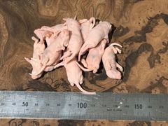 国産冷凍マウス ピンクM 100匹(送料無料一部地域発送不可) - メルカリ