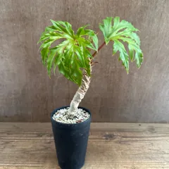 ★【サンプル】ベゴニア クラシカウリス 　黒ポット　Begonia crassicaulis シュウカイドウ科 ベゴニア属　さくらベゴニア サクラベゴニア 観葉植物 観葉 植物 レア 希少 インテリア プレゼント かわいい おしゃれ グリーン