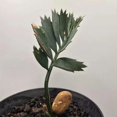 ドラセナ シナバリ 実生苗！◇Dracaena cinnabari - メルカリ