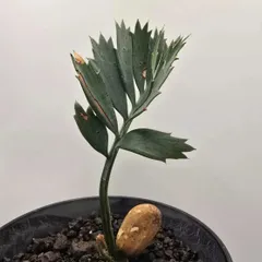 エンセファラルトス ホリダス　ドワーフリーフ！実生！鉢上15cm !塊茎1.5cmフラッシュ中！マルチヘッド展開◆Encephalartos horridus dwarf no7のサムネイル