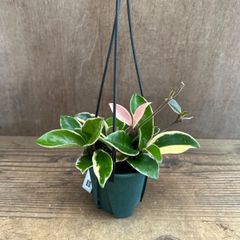 超特価！2鉢価格！サクララン 苗 苗木 観葉植物 5号鉢 リップカラー