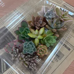 多肉植物　カット苗　寄せ植え　詰め合わせ
