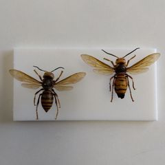 オオスズメバチ標本 ワーカー・オス 2匹セット ② - メルカリ