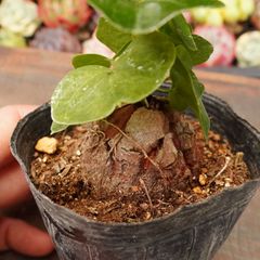 現品】塊根植物 アフリカ亀甲竜 5号（キッコウリュウ）6H番 - メルカリ