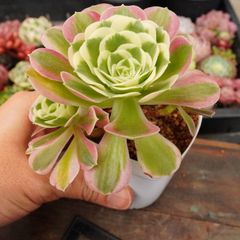 失楽園（Paradise Lost） 大苗 希少 新品種 アエオニウム 多肉植物