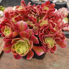 多肉植物。霁月法師錦抜き苗25頭 - メルカリ
