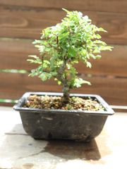 沖縄産　琉球山椒盆栽 沖縄産 琉球山椒 ミニ盆栽 - メルカリ