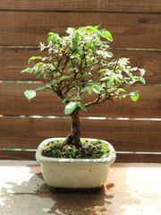 イワシデ(小品盆栽)寄せ植え希少品 - メルカリ