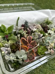 多肉植物 詰め合わせ 寄せ植えセット カット苗 (大)