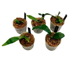厳選】ビカクシダの魅力凝縮5種セット！ | 胞子培養株| 数量限定