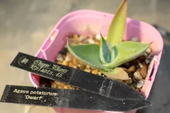 [45]　アガベ ポタトラム ドワーフ / Agave potatorum Dwarf 　信州実生のサムネイル