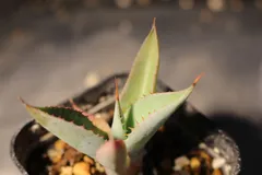 [412]　アガベ ポタトラム ドワーフ / Agave potatorum Dwarf 　信州実生のサムネイル