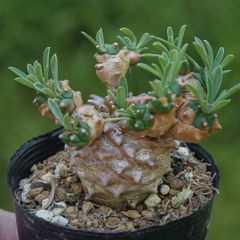 盆栽仕立て良型 センナ メリディオナリス 実生3年 - メルカリ