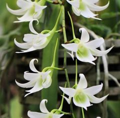 レア　珍種ホヤ　Hoya Uniflora サクララン セール レア 珍種 ホヤ Hoya chloroleucha サクララン - メルカリ
