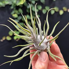 チランジア モーリアナ(モウリアナ) Tillandsia mauryana＊エア