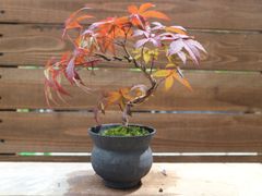 アメリカツタ さつきを古瓦に寄せ植え 古い植え付け 高さ28センチ