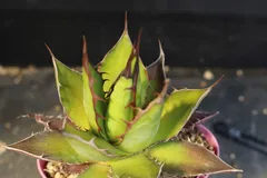 [赤10]　アガベ　ホリダ　/　Agave Horrida subsp.horrida　信州実生のサムネイル