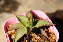 559] アガベ ユタエンシス カイバベンシス / Agave Utahensis var 