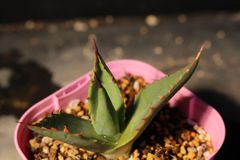 865] アガベ ユタエンシス カイバベンシス / Agave Utahensis var