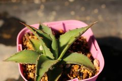 865] アガベ ユタエンシス カイバベンシス / Agave Utahensis var