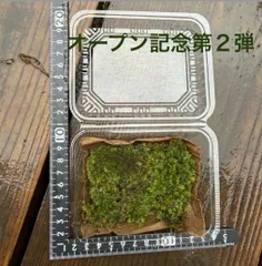 山苔  (主にホソバオキナゴケやアラハシラガゴケ等)※仕入れ状況によって品種が異なります(^^) 天然山苔 盆栽 ミニ盆栽 メルカリShopsオープン記念第2弾♪ ☆苔農家さんから仕入れてます♫