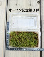 ハイゴケ♪  丹後産天然苔 盆栽 ミニ盆栽 メルカリShopsオープン記念第3弾♪ ☆苔農家さんから仕入れてます♫