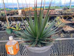ジェントリー　ジョーズ　大株 ジェントリージョーズ Agave gentryi 'jaws' 大株 - メルカリ