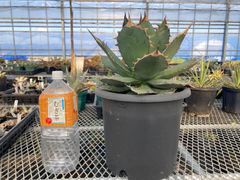 白杉、台杉『特大❗️』引き取り又は近畿地方限定配達&植込み可能