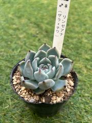 多肉植物 リンダリンダ ぼのぼのさん - メルカリ