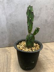 サボテン スルコレブチア♪カキコ2個 - メルカリ
