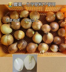 農薬・化学肥料不使用　路地栽培　タマネギ　４kg以上のサムネイル