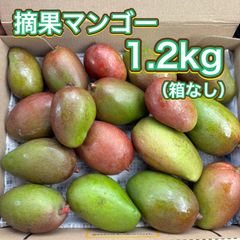 沖縄県産 摘果マンゴー グリーンマンゴー 約1.2kg コンパクトBOX