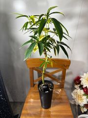 オキナワニッケイ カラキ 苗 (琉球シナモン) 常緑樹 鉢ごと発送 - メルカリ