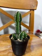 美株】ユーフォルビア コンフィナリス 接木 塊根植物 サボテン - メルカリ
