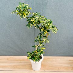 現品］【珍しい】※売約済※ 6番 奄美姫ソテツ 盆栽造り 約7号 蘇轍 観葉