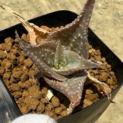 O*Z様 多肉植物 ハオルチア 竜鱗錦 鮮明錦 糊斑 大窓 二株セット