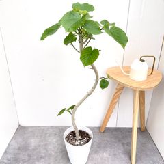 フィカス・ウンベラータ 8号 S-shaped tree form - メルカリ